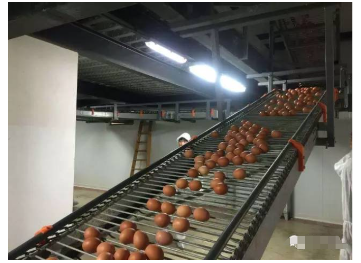 衡陽市褐殼蛋雞蛋殼色澤性狀探析